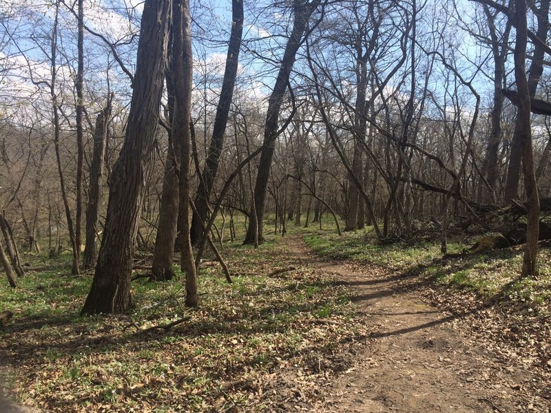 Smooth curves through the trees in Iowa!