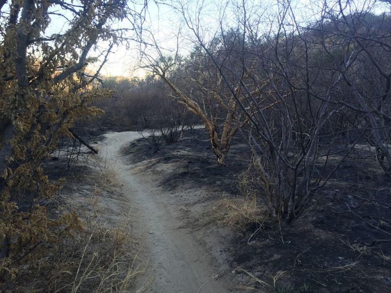 Caracoles downhill after a fire.