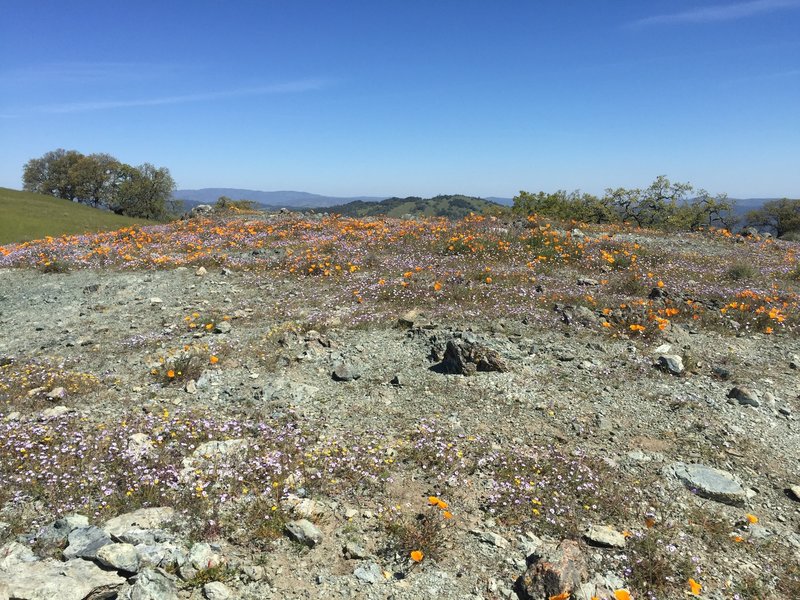 Wildflowers near Wilson Peak