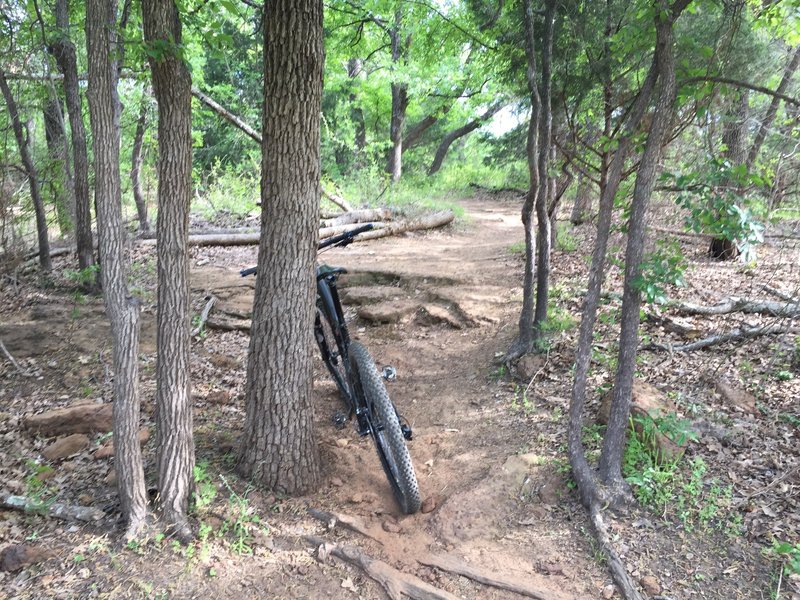 Typical trail at Horseshoe.
