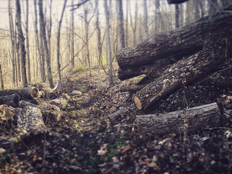 The hard work that goes into keeping trails clear! Thanks WVMBA volunteers.