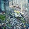 Most technical spot on Low Gap Trail - Getting around this tree on the cliff. Can you ride it?