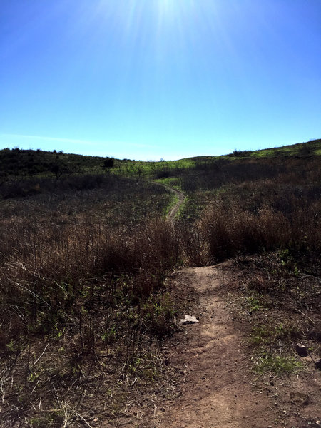 Singletrack section with jump.