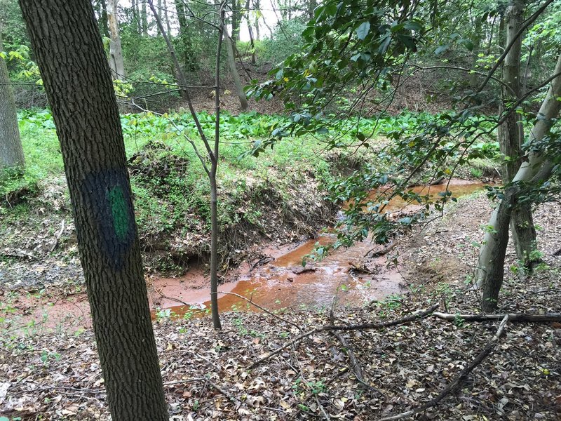 Cedar water stream ravine.