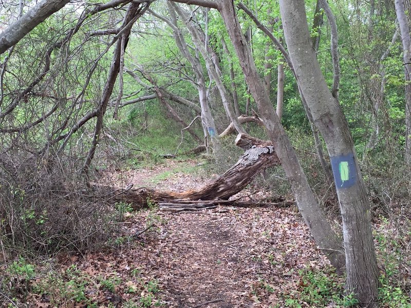 Log jump set up.