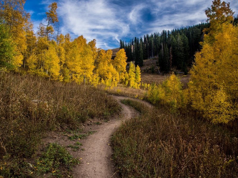 Flowy singletrack on Action Jackson through aspen groves in the fall at Grand Targhee Resort. Photo: Dana Ramos - Instagram: @dnasince1979