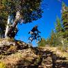 Rider Kenneth Heidenreich rolling off Buffalo Drop at the Grand Targhee Bike Park in Alta, WY.
<br>
Photo: Dana Ramos