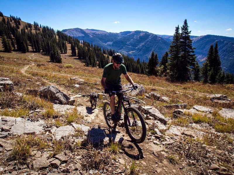 Dana and Clark Dog on the Ain't Life Grand (aka Peaked Loop) trail on Peaked Mountains at Grand Targhee Resort in Alta, WY.
<br>
Photo: Geordi Gillett