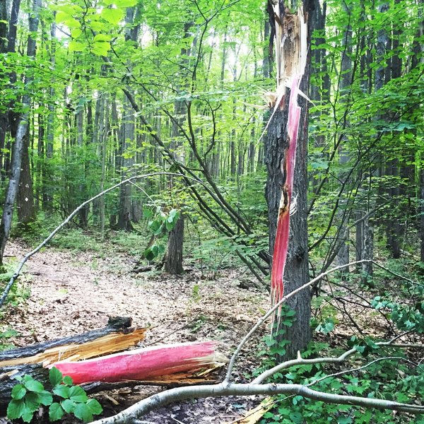 The local cycling club works with the NFS to keep the trail clear of trees.