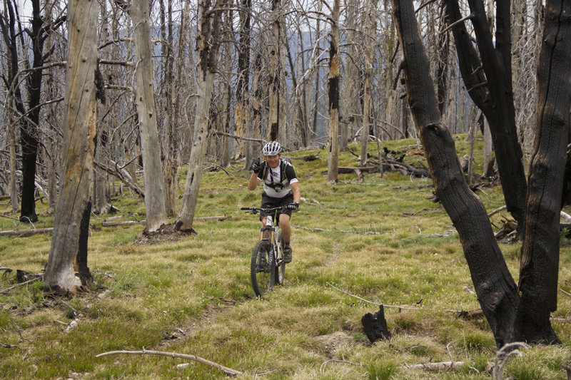 Riding through burned forest along the CDT.