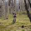 Riding through burned forest along the CDT.