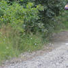 Wheelieing through 100s of butterflies!