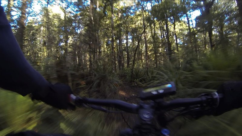 The southern end of North Track is all magnificent singletrack through beautiful forest.
