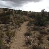 Singletrack on Rust Bucket descent.