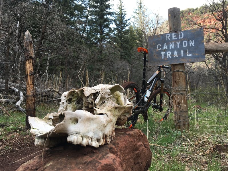 Top of the new trail that's good for bikes. Plan on hiking from this point if you're going to continue up canyon further.