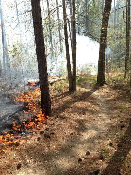 Mississippi Forrestry Commission did a controlled burn on about 3 miles of the trail. Most of the burned area is on the trail section called 357. They did a fantastic job at protecting our wooded features. These controlled burns help protect against more damaging fires.