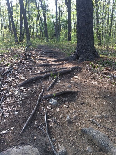 One of the more challenging climbs over exposed roots.