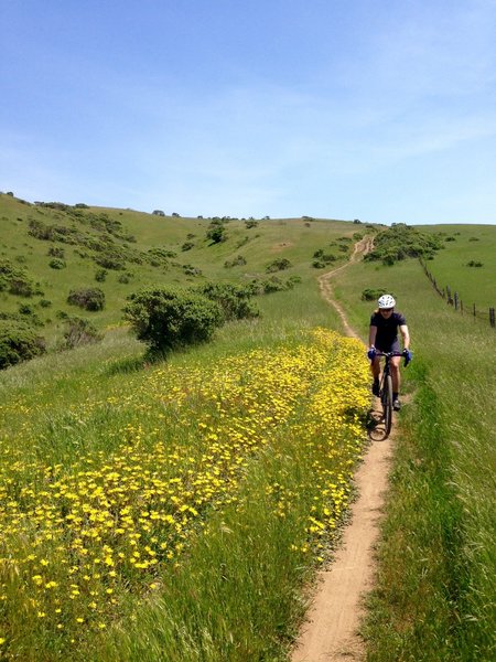 The hills are alive...  Yep, Bo Ridge in spring really looks like a scene from the Sound of Music.