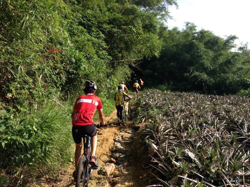 Doubletrack next to the pineapple fields.