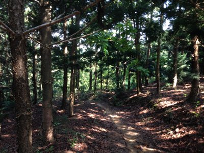 You'll spend quite a bit of time riding singletrack in the conifers.