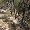 Riding the rim on the Juniper Ridge trail.