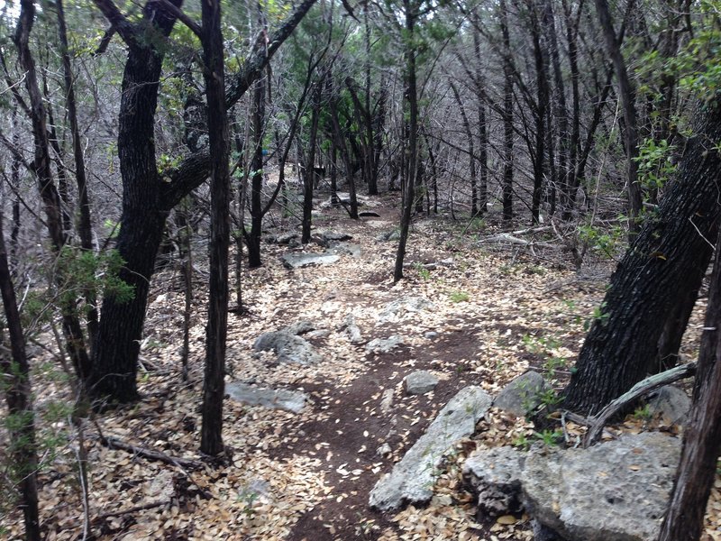 It's going to take some skills to ride this portion of the Juniper Ridge Trail fast.