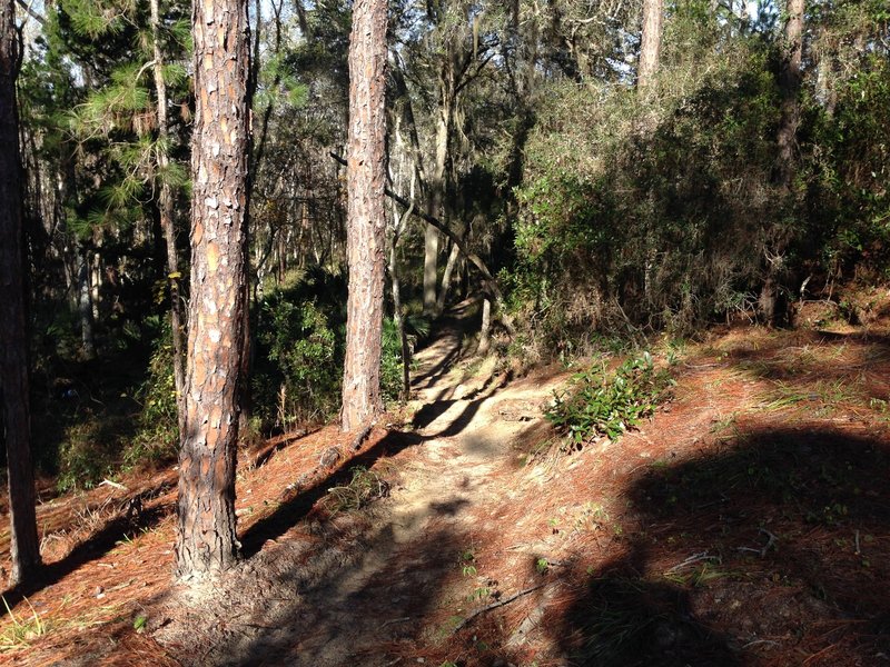 Some nice, technical riding at Graham Swamp.