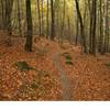 Sinuous autumn singletrack on Minnehaha trail.