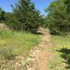 Bobcat Beat is flat as it winds through cedar trees on the top of the ridge.  Hammer down!