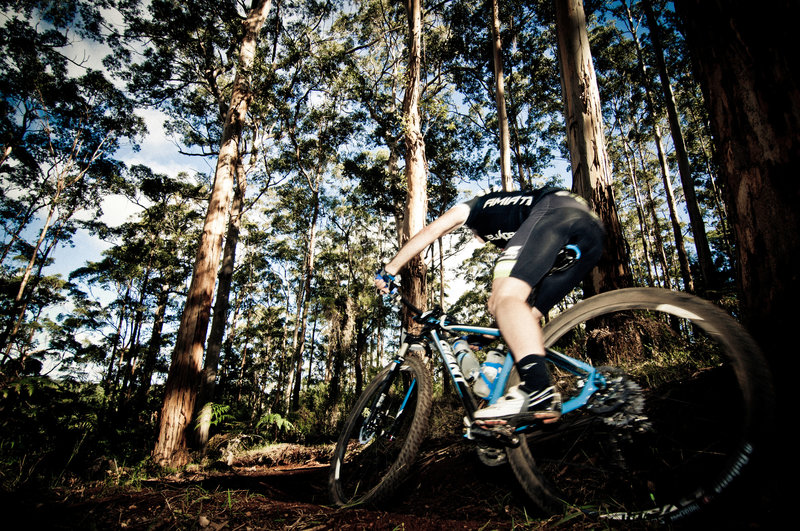 Stunning Karri forest on Relentless Blue