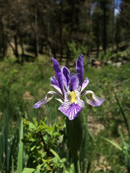 Iris's along the side of the road