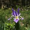 Iris's along the side of the road