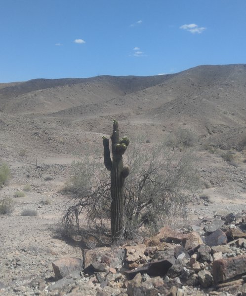 This is not Saguaro country so this monster is unusual.