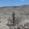 This is not Saguaro country so this monster is unusual.