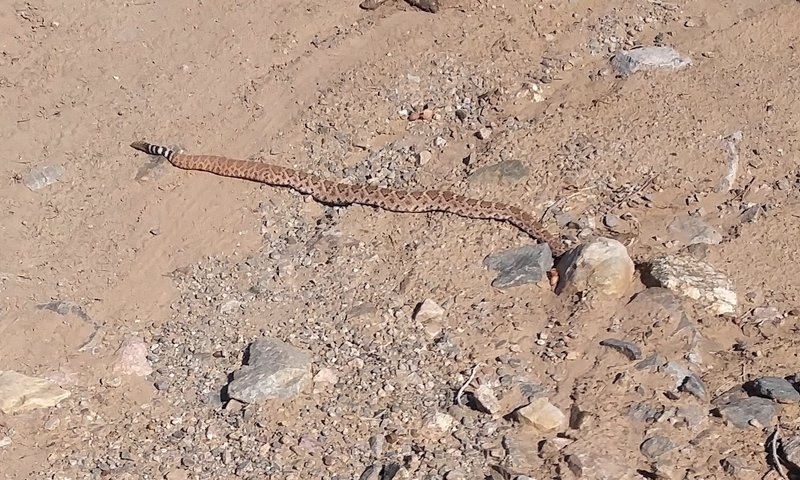 This Diamondback just got run over by a moto.  Don't see a lot of either on the trails.