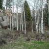 Alpine singletrack winds between Aspens, Pines and Pike's Peak Granite boulders.