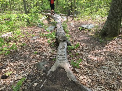 Beginning of the "test"