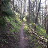 Another view on the upper Scout Trail.