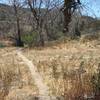 Singletrack at Malaga Dunes.