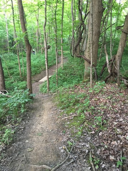 Trail winding through the trees