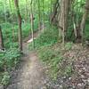 Trail winding through the trees