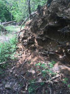 Roots of a fallen tree after a steep climb to the top of this section of trail