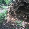 Roots of a fallen tree after a steep climb to the top of this section of trail