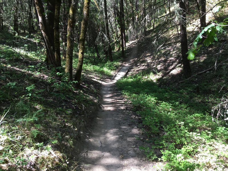 One of the easier bridges on near the end of the Bridges Trail.