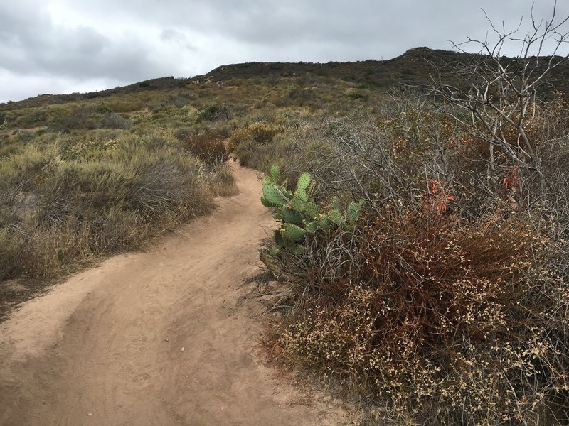 Riding up the many switchbacks on Stagecoach South Trail just south of Nix.