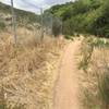 A short fence line along Stagecoach South Trail. The singletrack narrows in a few spots with overgrown brush.