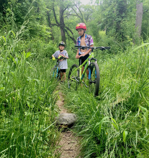 Large snapping turtle blocking the trail!