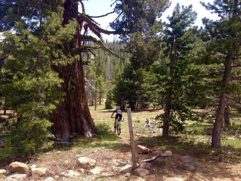 A lone post and old growth incense cedar mark the start of the trail