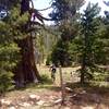 A lone post and old growth incense cedar mark the start of the trail