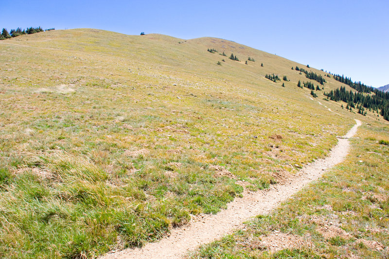 Along Wheeler Peak Trail. with permission from 12-Foot Hedgehog Productions